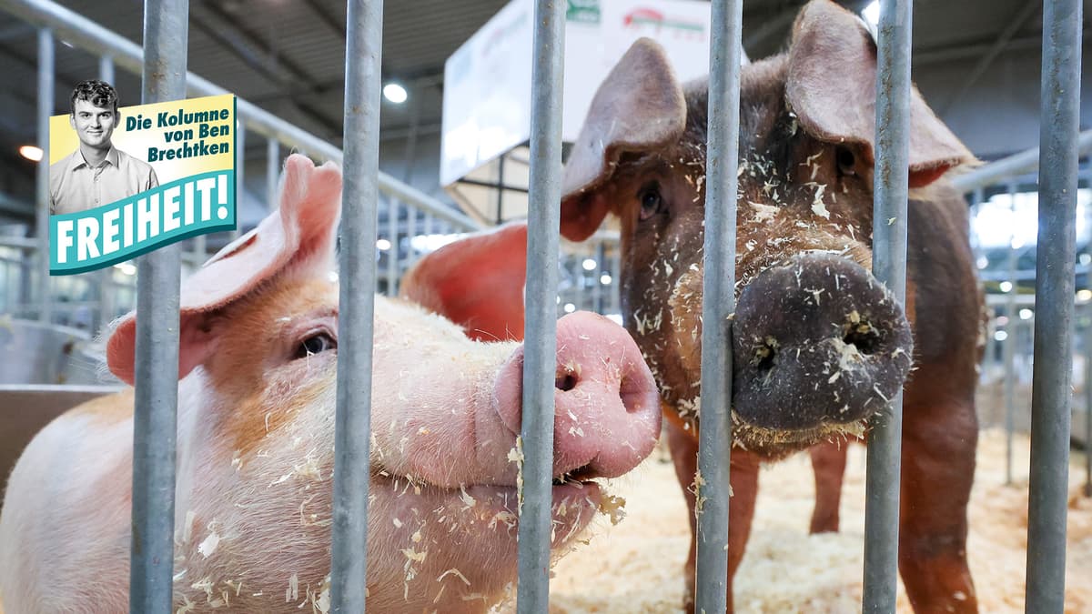 Deutschland schützt Schweine bei Hitze besser als alte und kranke Menschen