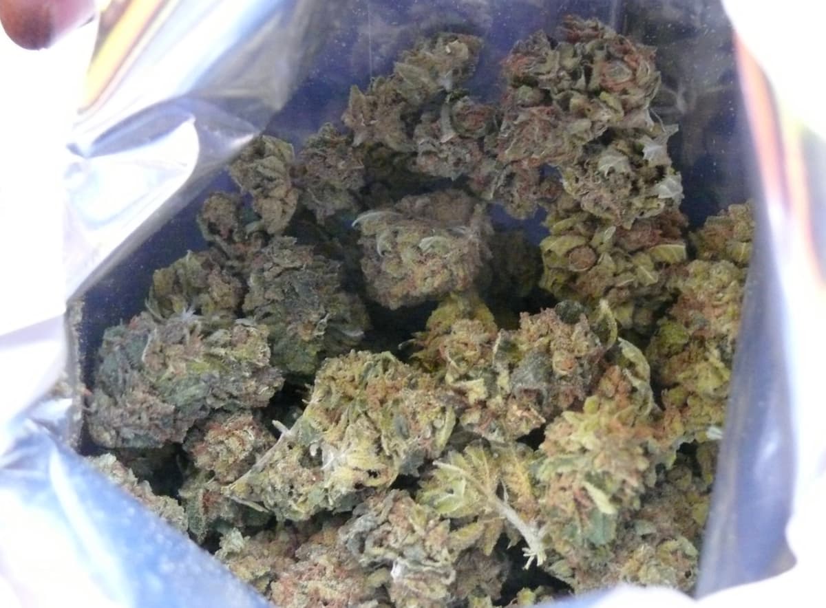 Wert von rund 122.000 Euro: Zoll verbrennt 632 Kilo Cannabis